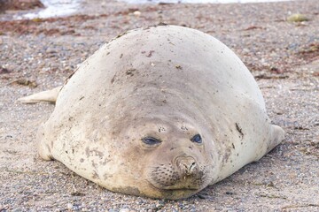 Elephant seal on beach in close up in Patagonia, Argentina on Isla Escondida beach