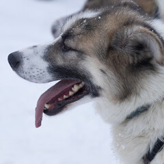 portrait of a husky in the snow