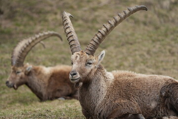 close up of a ibex  steinbock in pontresina, graubuenden, ibex portrait close up - herd of ibexes in grisons, capricorn capra