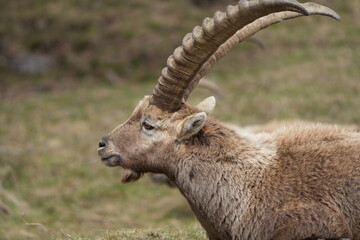 close up of a ibex  steinbock in pontresina, graubuenden, ibex portrait close up - herd of ibexes...