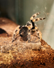 Vertical shot of a black tarantula on the blurry background