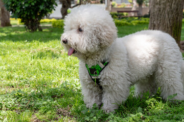 Bichon Dog Gazing Right in the Park