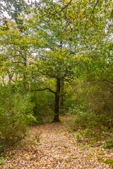 Landscape photo of a forest. Tunisian Landscape, Ain Draham, Jendouba, Tunisia
