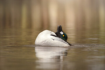 Gągoł  (Bucephala clangula)