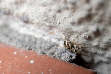 Closeup shot of a Jumping spider on blurry background