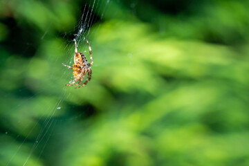 Selective focus of a spider on the spiderweb against the blurry green background