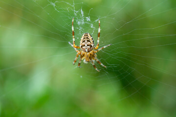 Closeup of a garden spider on the web on the background of a plant