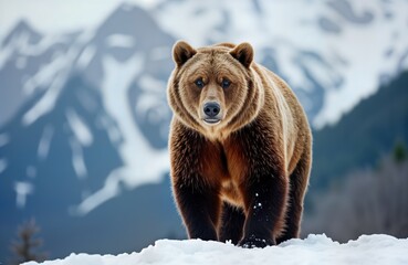Obraz premium Grizzly bear emerges from hibernation. Brown bear walks snowy mountain. Winter wildlife scene. Alaskan nature. Cold season. Mammal predator. Big animal in wild. Furry face. Christmas card image.
