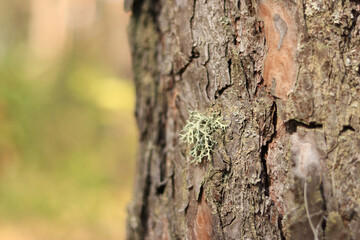 Oak trunk covered with lichen. Cracked oak bark close-up and lichen. Drying of the tree. Damaged bark on the tree trunk, details. Oak moss (Evernia prunastri)
