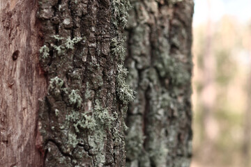 Oak trunk covered with lichen. Cracked oak bark close-up and lichen. Drying of the tree. Damaged bark on the tree trunk, details. Oak moss (Evernia prunastri)