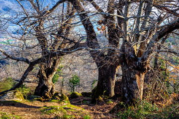 Chestnuts in Rozas de Puerto Real.