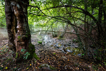 Arroyo en el Abedular de Somosierra