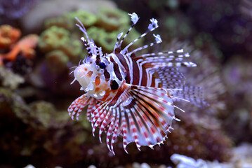 Poisonous lion fish showing its sharp fins