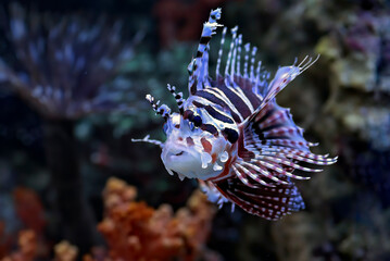 Poisonous lion fish showing its sharp fins