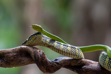 Temple pit viper mating process