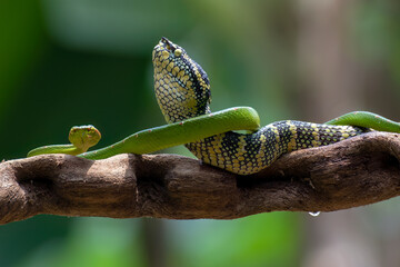 Temple pit viper mating process