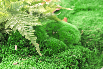 Lush green moss and ferns creating a vibrant ground cover in a serene natural setting