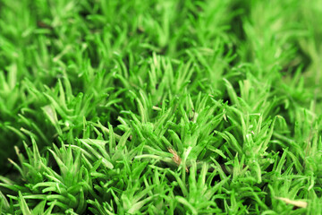 Vibrant green moss covers the ground in a lush natural setting during daylight hours