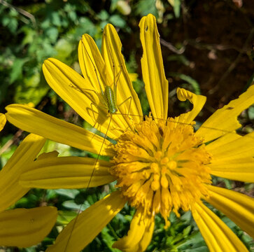 Macro shot of a grasshopper eating a sunflower, with its curious gaze directed at the camera, highlighting the intricate details of the insect and flower
