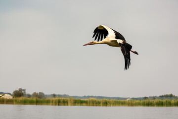 Cicogna bianca (Ciconia ciconia) che vola sopra lo stagno per raggiungere un luogo di caccia.
