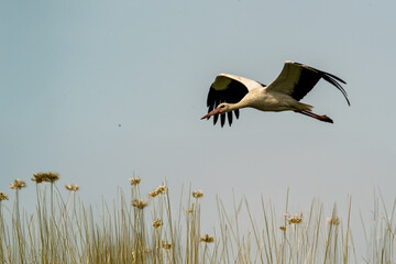 Cicogna bianca (Ciconia ciconia) che vola sopra lo stagno per raggiungere un luogo di caccia.

