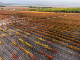 autumn vineyards of Ribera del Duero, near Valbuena de Duero, Valladolid, Autonomous Community of...