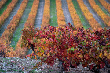 autumn vineyards of Ribera del Duero, near Valbuena de Duero, Valladolid, Autonomous Community of...