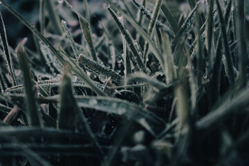 Frozen grass close up. Icy hoar on green grass. Winter nature background. Frozen dew on the field. Frost concept. Hoar on a grassy ground. Cold weather concept. Beautiful frosty nature.