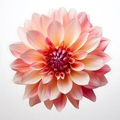 Fototapeta premium Dahlia Flower Isolated on a Plain Background 