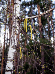 Yellow birch catkins appeared on branches without leaves. Close-up of birch catkins against the background of a birch trunk and forest. Spring background with blooming birch.