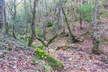 Landscape photo of a forest. Tunisian Landscape, Ain Draham, Jendouba, Tunisia