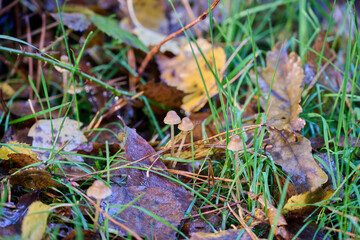 beautiful brown small mushrooms in an autumn environment, with leaves, twigs and grass
