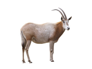 scimitar horned olyx isolated on white background