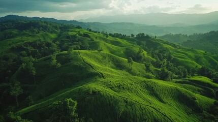 Obraz premium Rolling Green Hills Tea Plantation Landscape