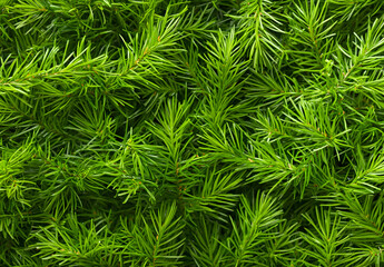 Green pine tree branches in close - up. Natural evergreen wallpaper for Christmas and New Year celebration.
