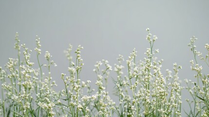 Delicate White Flowers Against A Soft Grey Background