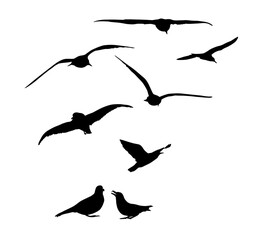 Seagull silhouette. Isolated birds on white background. hand drawing. Not AI. Vector illustration.