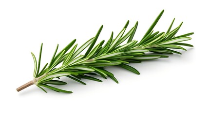 Fototapeta premium Fresh Rosemary Herb Isolated Against a Plain Background 
