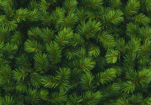 Green pine tree branches in close - up. Natural evergreen wallpaper for Christmas and New Year celebration.