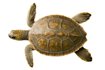 Fototapeta premium Sea turtle isolated on a transparent background. Highly detailed. Brazilian fauna. Cutout. PNG.