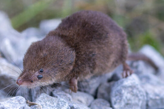 Eine Feldspitzmaus mit Zecken am Auge in der Seitenansicht