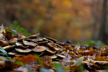 Mushrooms, one of nature's wonderful creatures. Photographs of mushrooms captured in their natural habitat. Nature background.