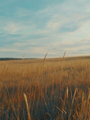 Serene Sunset Over Field of Tall Grass