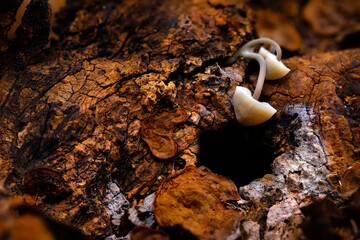 Mushrooms, one of nature's wonderful creatures. Photographs of mushrooms captured in their natural habitat. Nature background.