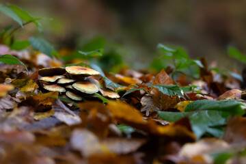 Mushrooms, one of nature's wonderful creatures. Photographs of mushrooms captured in their natural habitat. Nature background.