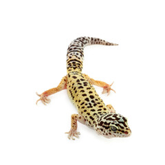 One beautiful gecko isolated on white. Exotic pet