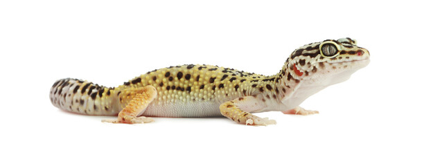 One beautiful gecko isolated on white. Exotic pet