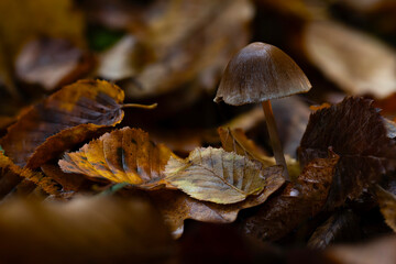 Mushrooms, the hidden heroes of nature. A mushroom photographed in its natural habitat. Nature background.