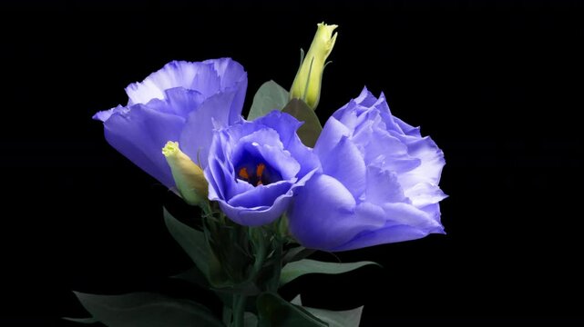 Lilac eustoma flower opening on camera - time lapse