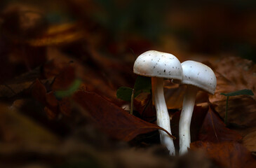 Mushrooms, one of nature's wonderful creatures. Photographs of mushrooms captured in their natural habitat. Nature background.